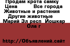 Продам крота самку › Цена ­ 200 - Все города Животные и растения » Другие животные   . Марий Эл респ.,Йошкар-Ола г.